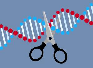Gen-Schere CRISPR