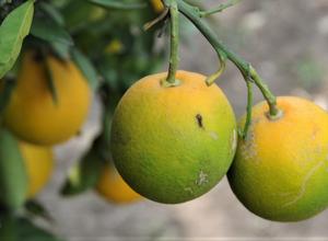 Zitrusseuche: Wer rettet die Orange? - Natur - FAZ