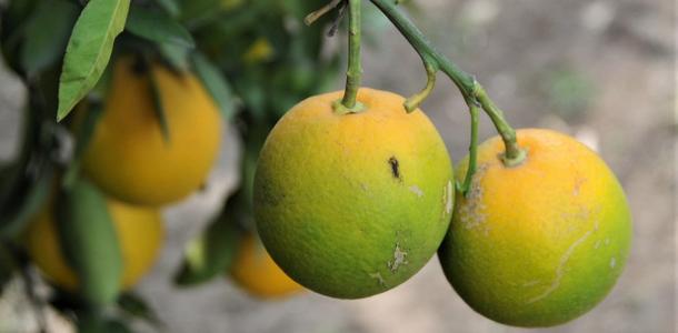 Citrus Greening