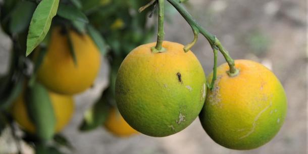 Citrus Greening