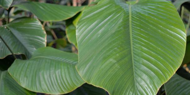 Thaumatoccocus daniellii Thaumatoccocus daniellii