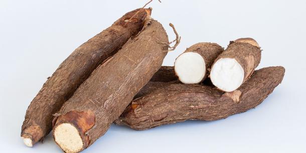 Maniok, Cassava