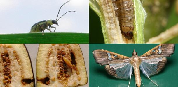 Schädlinge, Bt-Zielorganismen