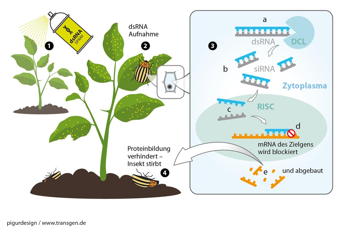 Biologische Schdlingsbekmpfung Obstbume