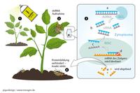 Grafik RNAi-Spray, Kartoffelkäfer