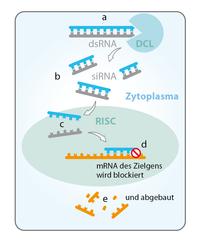 RNAi Zelle