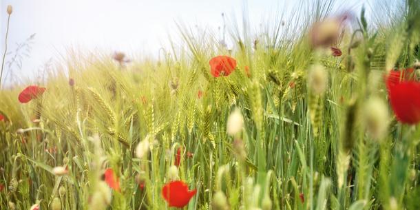 Weizenfeld Weizenfeld