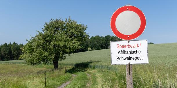 Afrikanische Schweinepest Afrikanische Schweinepest