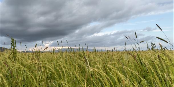 Tef auf einem Feld in Nordaethiopien Tef auf einem Feld in Nordaethiopien