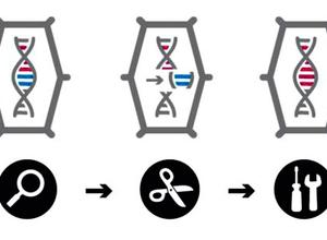 Genome Editing Grundschema