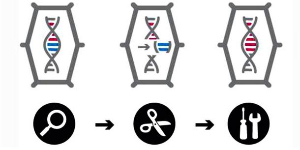Genome Editing Grundschema