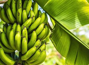Bananenstaude
