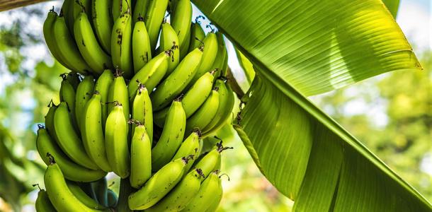 Bananenstaude