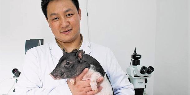 Mikropig Mikropig