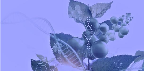 Pflanzenforschung DNA