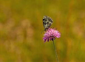 Schmetterling auf Blüte