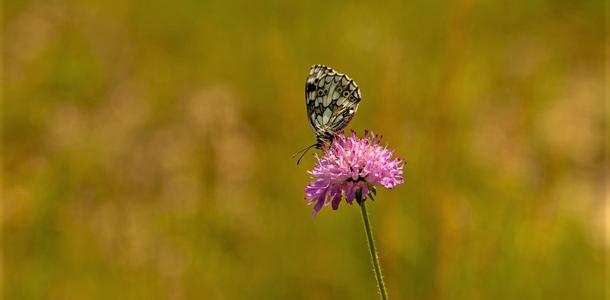 Schmetterling auf Blüte