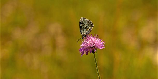 Schmetterling auf Blüte Schmetterling auf Blüte