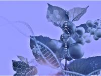 Genome Editing Pflanzen
