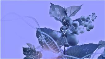 Genome Editing Pflanzen Genome Editing Pflanzen