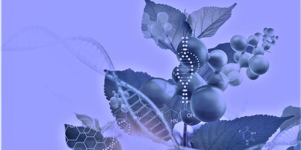 Genome Editing Pflanzen