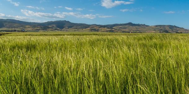 Tef auf einem Feld in Äthiopien Tef auf einem Feld in Äthiopien