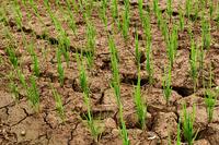 Reisfeld bei Trockenheit