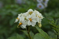 Kartoffelblüte Kartoffelblüte