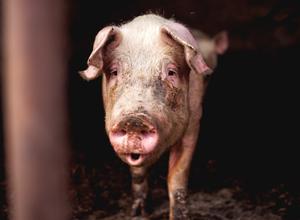 Schwein