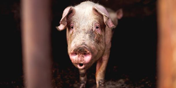 Schwein Schwein