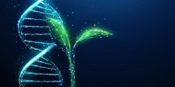 Pflanzen DNA Pflanzen DNA