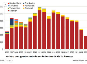 Anbau von Bt-Mais in der EU Stand 11/23