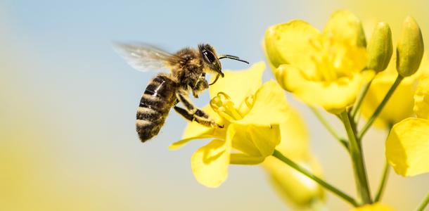 Biene auf Rapsblüte