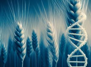Weizenpflanze mit DNA