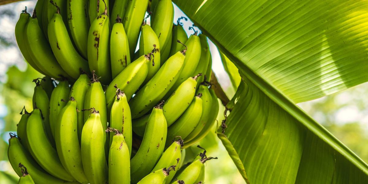 Aggressive Pilzkrankheit: Wie Gen-Forschung die Banane rettet - Forschung -  transgen.de