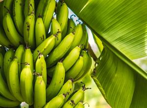 Bananenstaude