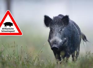 Wildschwein mit Warnschild ASP