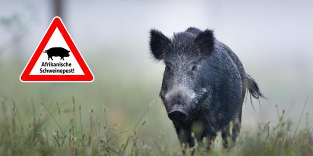 Wildschwein mit Warnschild ASP