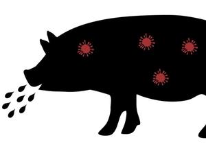 Schwein mit Virus