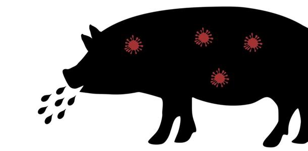 Schwein mit Virus