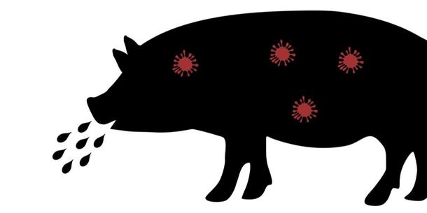 Schwein mit Virus Schwein mit Virus