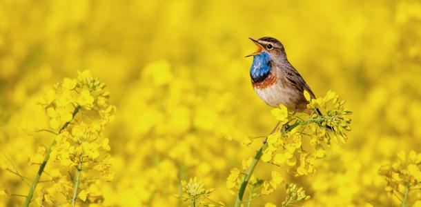 Blaukehlchen im Rapsfeld