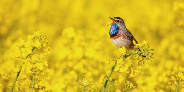 Blaukehlchen im Rapsfeld Blaukehlchen im Rapsfeld