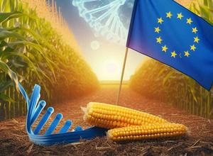 GVO-Mais in der EU