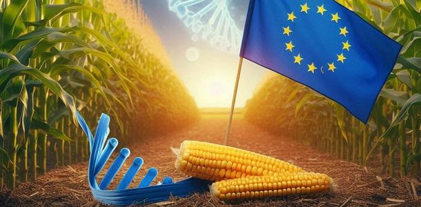 GVO-Mais in der EU