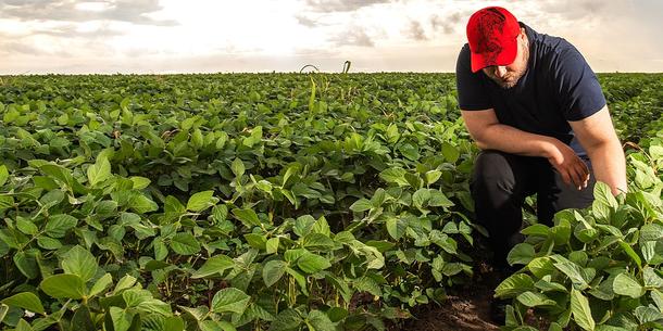 Farmer auf einem Sojafeld Farmer auf einem Sojafeld