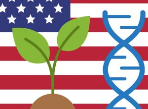 Regulierung gv-Pflanzen in den USA