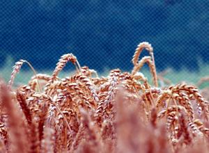 Weizen Freilandversuche