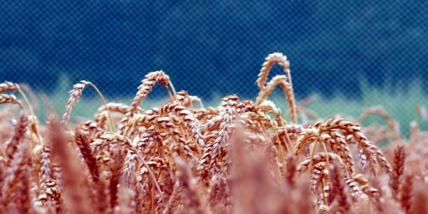 Weizen Freilandversuche