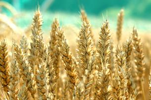 Weizen im Freilandversuch